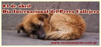 /album/marzo-2014/a0404perrocallejero-jpg/