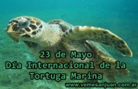 /album/mayo-2014/a2305tortugamarina-jpg/