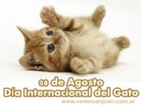 /album/julio-2014/a1008diadelgato-jpg/